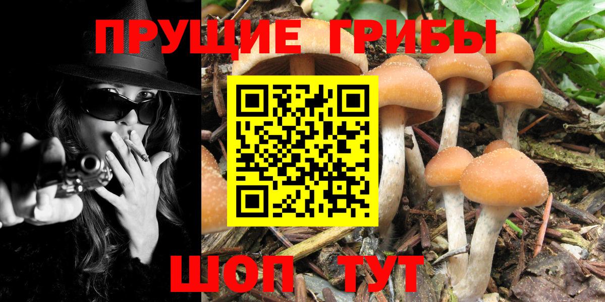 Железногорск  Псилоцибиновые грибы Psilocybe  где продают наркотики  Вход с VPN 